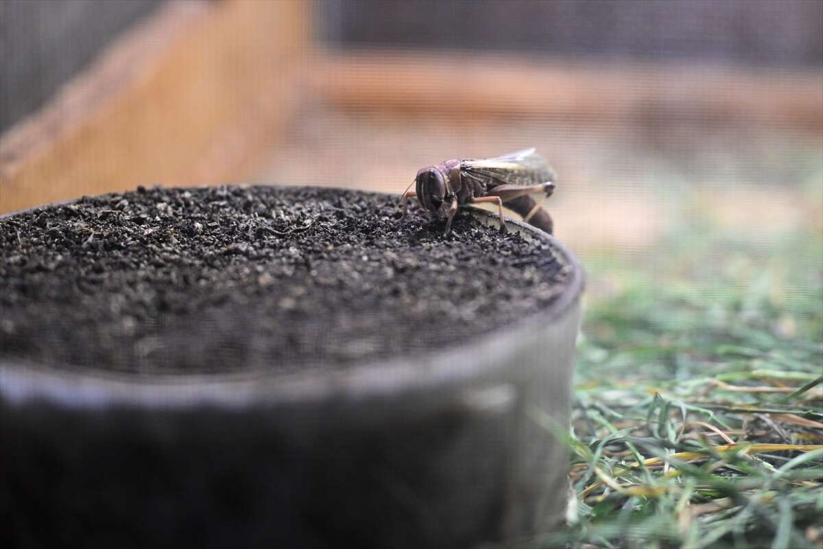 Antalya’da üretilen böcekler Konya’da köpek mamasına dönüşüyor 9